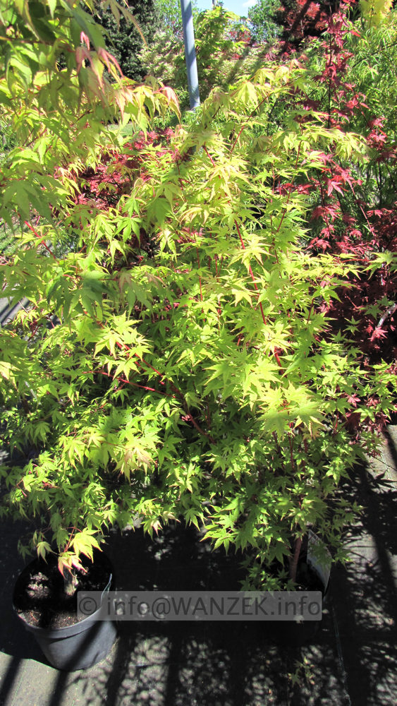 Acer palmatum Sangokaku - Austrieb 1.JPG
